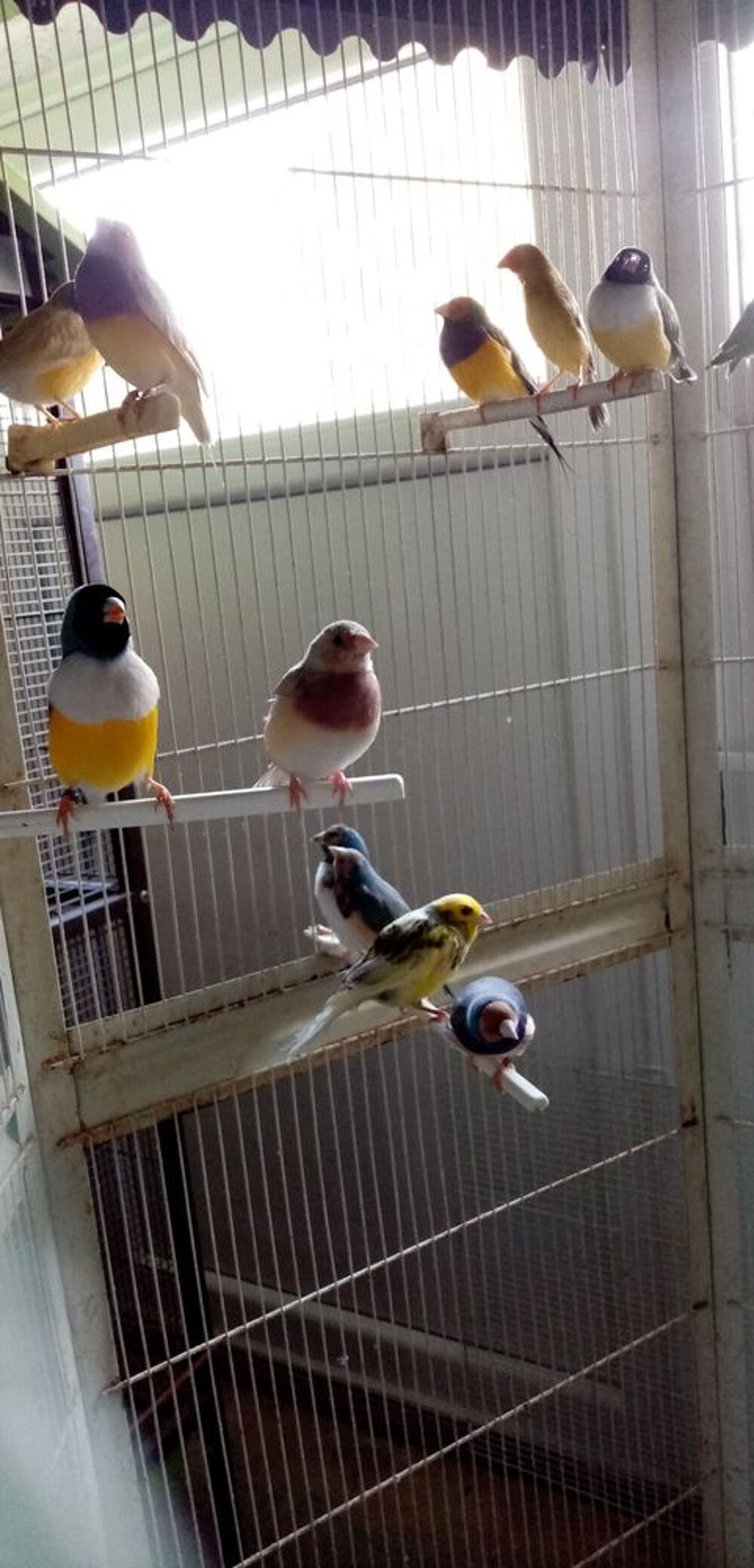   Diamants de Gould 