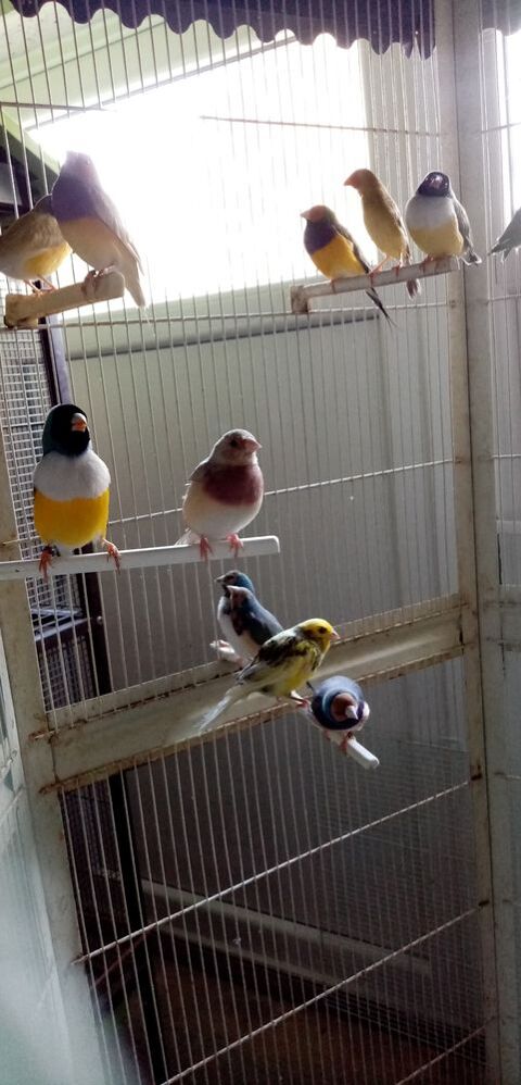 Diamants de Gould 35 80400 Ham
