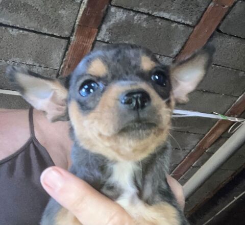  chiots chihuahua 780 46130 Bretenoux