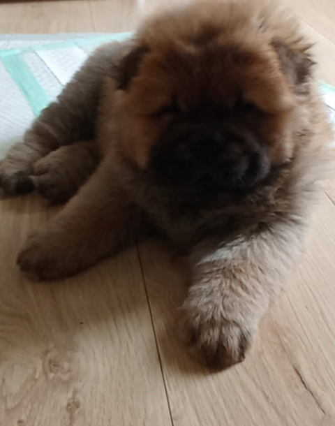 Adorables Chiots Chow-Chow   1900 22530 Caurel