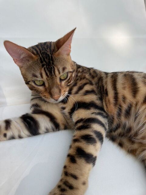Chat BENGAL 1 an 1/2 600 17180 Prigny