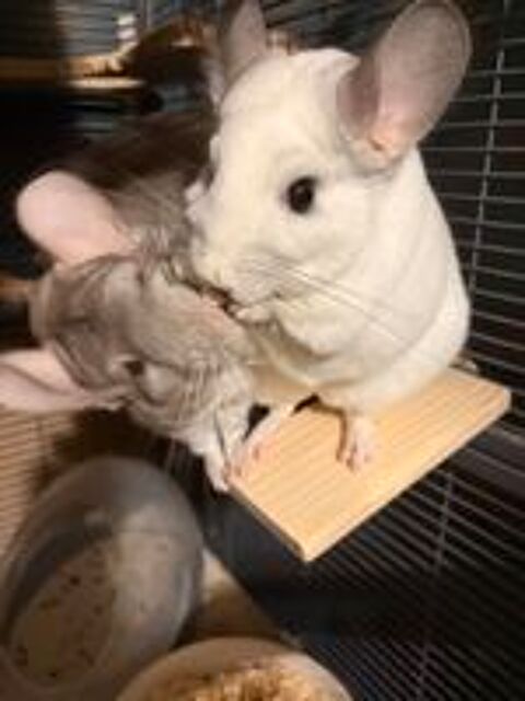   2 chinchillas femelles +grande cage et accessoires 