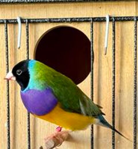   Diamant de gould 