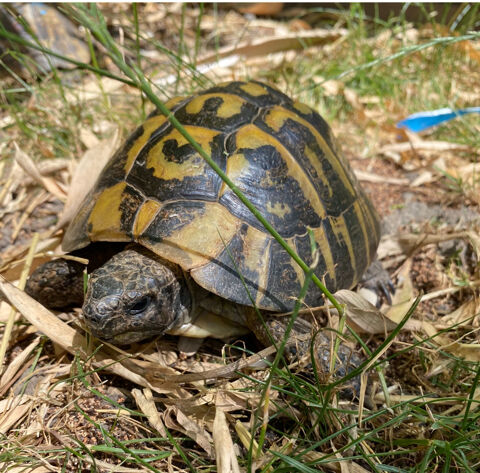 Tortue, de jardin 190 95140 Garges-ls-gonesse