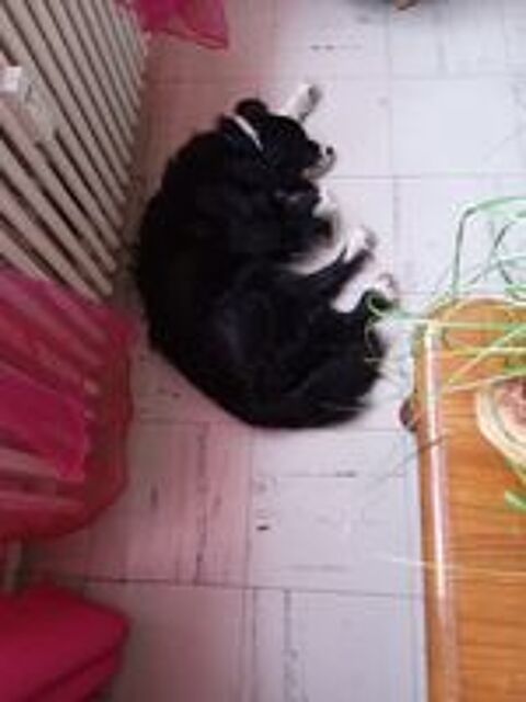   Le royaume des animaux parisiens  