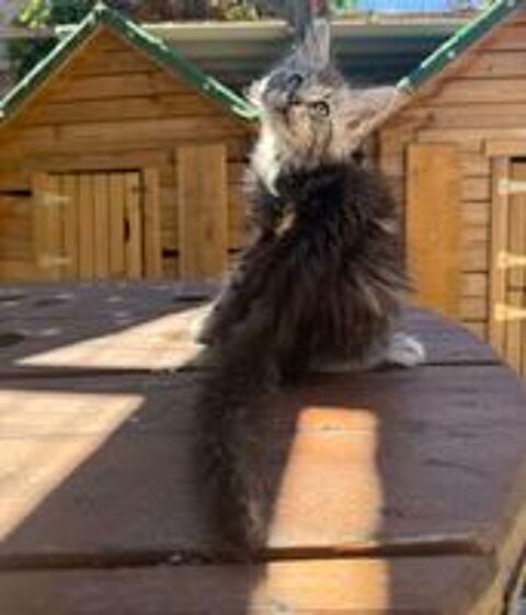   Chaton Maine Coon male LOOF 