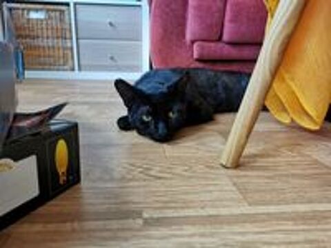   LINO CHAT  NOIR 2 ANS 1/2 