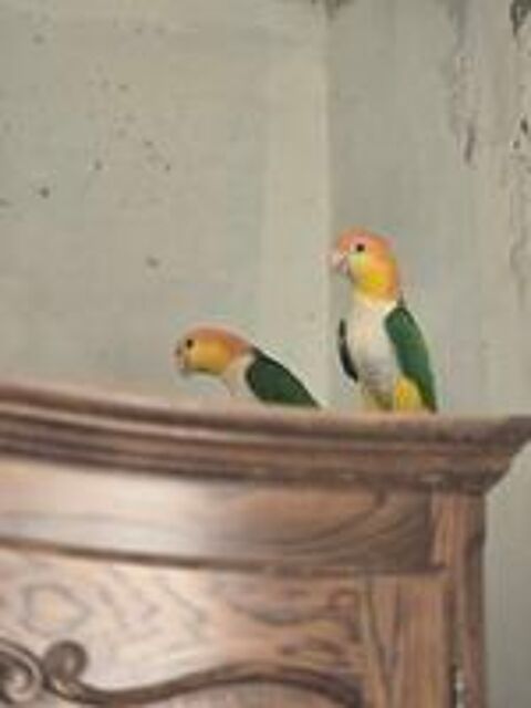   Couple de caîque  