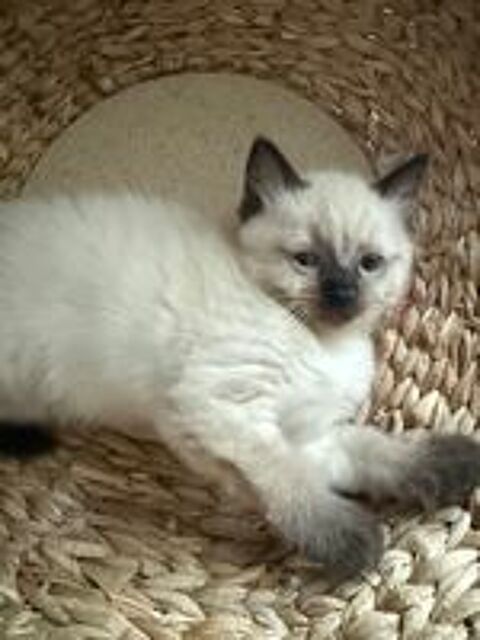   Magnifique chaton ragdoll 
