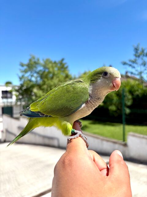 Tr&egrave;s Belle Conure Souris EAM TR&Egrave;S BIEN APPRIVOISER Bagu&eacute;26 290 94450 Limeil-brévannes