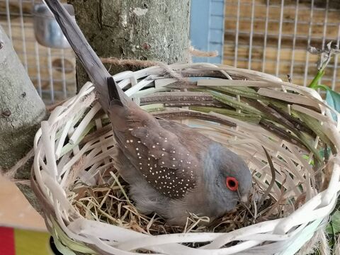 Colombes diamant 8 85300 Challans