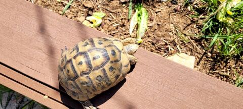 Magnifiques tortues graeca 150 83300 Draguignan