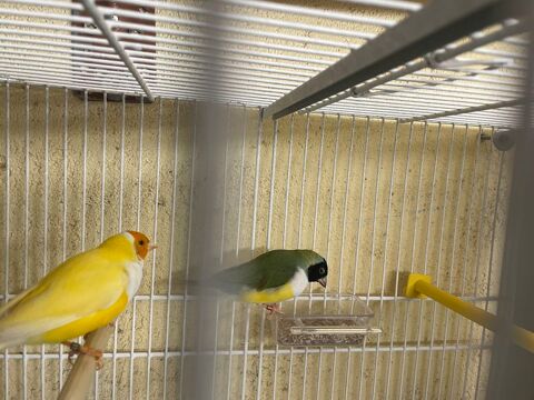 Deux couples de gould de disponible  80 66680 Canohs