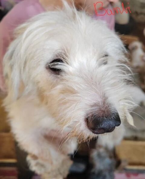 BAMBI FEMELLE 4/5 ANS NON STERILISEE SAUVETAGE D'ÉGYPTE  15 Octobre A ADOPTER SEULEMENT 0 75018 Paris