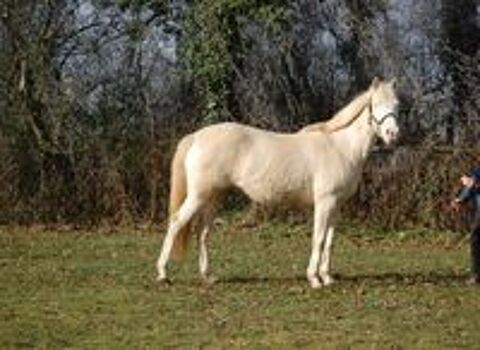  JOLIE JUMENT CREMELLO POUR LOISIRS OU / ET ELEVAGE 