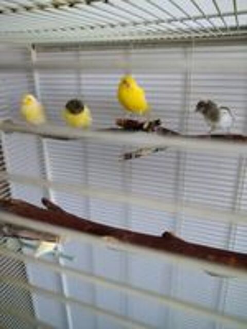   super canaris 