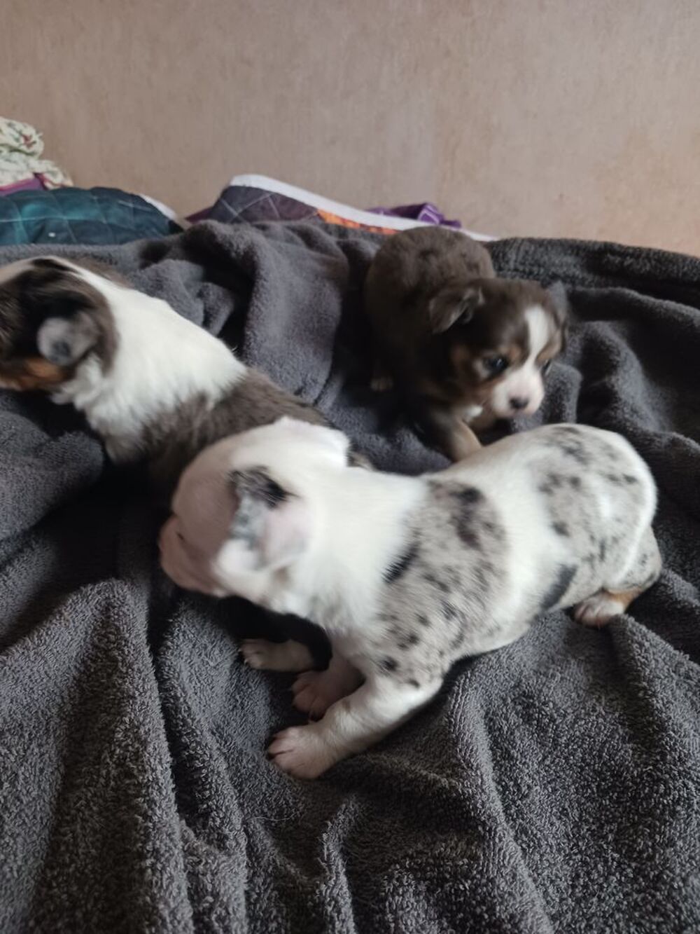   Chihuahas merle 