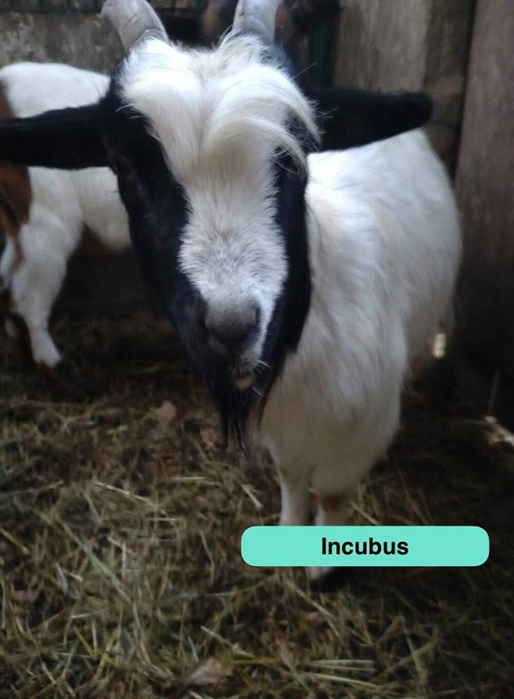   Incubus, bouc nain à adopter 