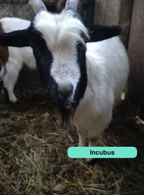 Incubus, bouc nain &agrave; adopter 50 44170 Abbaretz