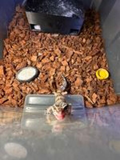   Bébés geckos léopard 4 
