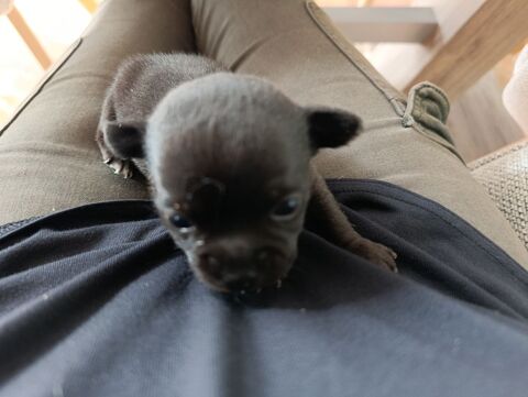 Petite femelle chihuahua noir 0 44110 Ch�teaubriant