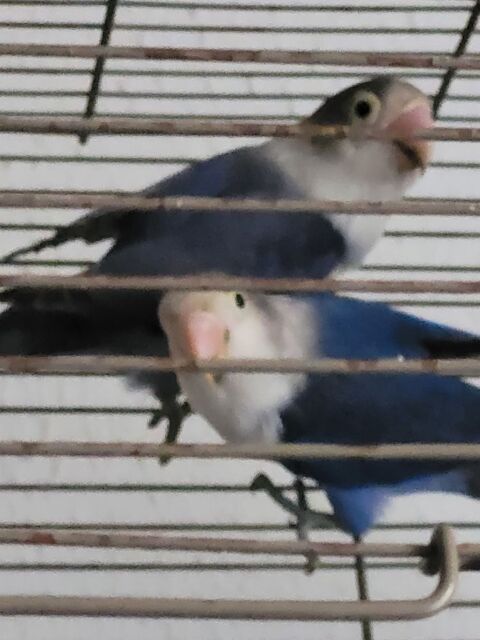 couple personata 90 83600 Fr�jus