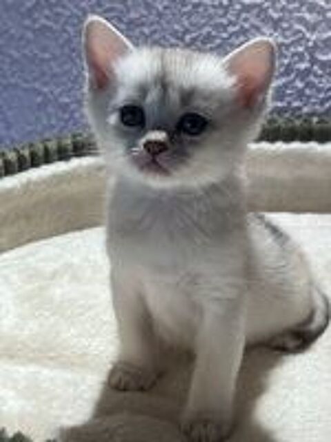   Chatons Burmilla ? Race rare et exceptionnelle  