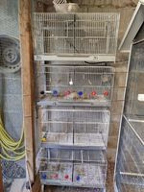   Cages de Canaris  
