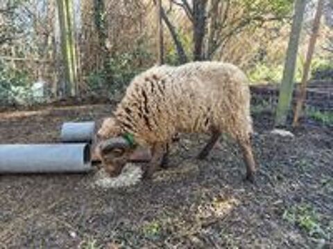   mouton bélier ouessant brun 