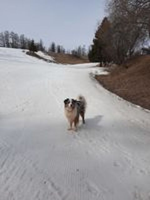   Saillie  berger australien LOF 