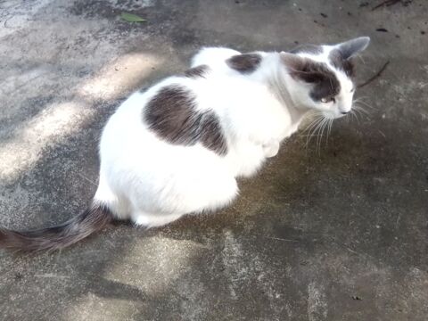 PERDU CHATTE GRISE ET BLANCHE 0 79000 Niort