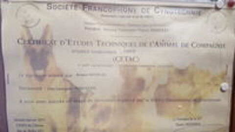  PENSION POUR CHIEN 