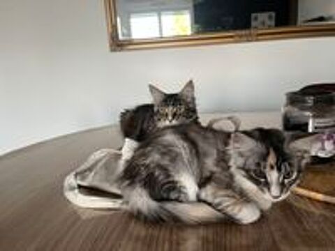   CHATON FEMELLE MAINE COON LOOF 