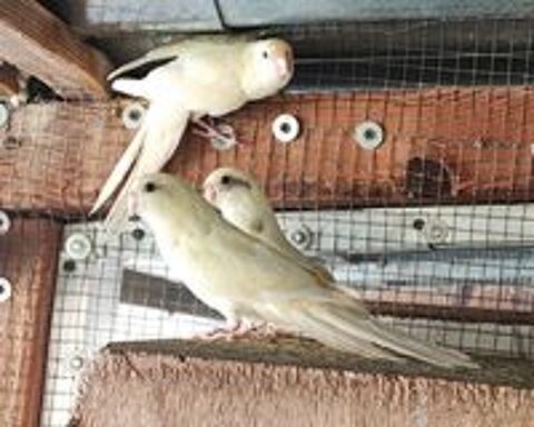   Perruches becs crochus 