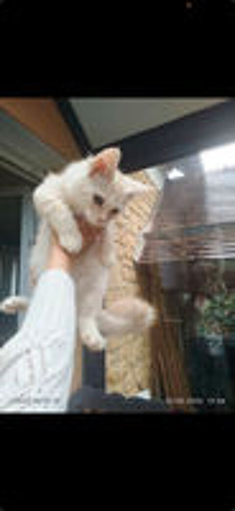   chaton maine coon / européen 