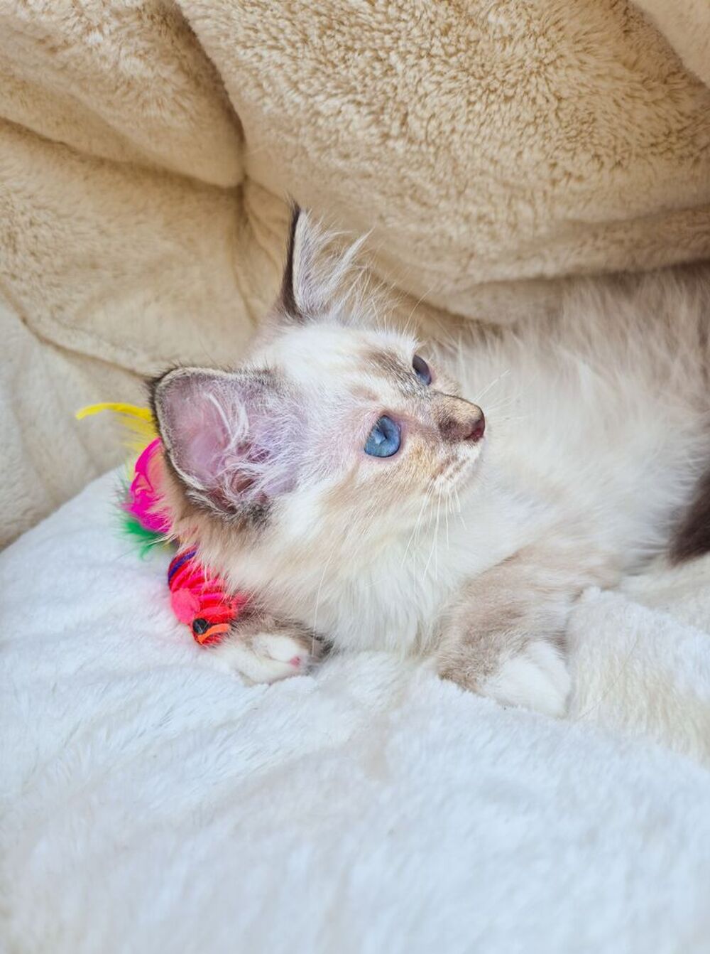   Magnifique femelle sacré de birmanie loof  