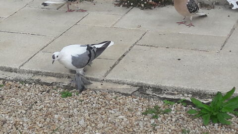 recherche pigeons de saxe à ailes colorées, 0 85570 L'hermenault