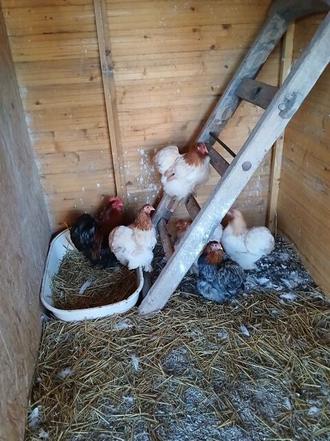 P&eacute;kin froment fauve argent&eacute;  80 63380 Condat-en-combraille