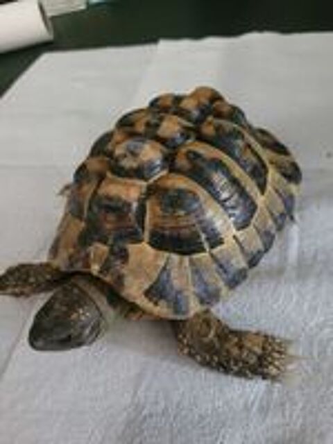  tortue 