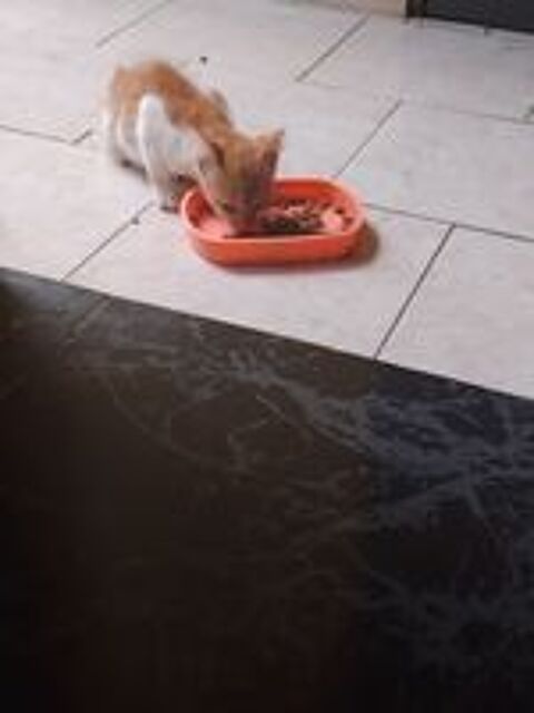   Donne petit chatons contre bon soin 
Port louis guadeloupe  