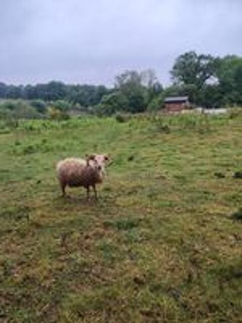   Moutons d'ouessant 