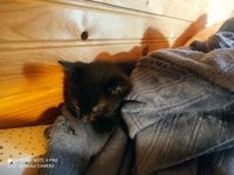   Petite chatte noire  