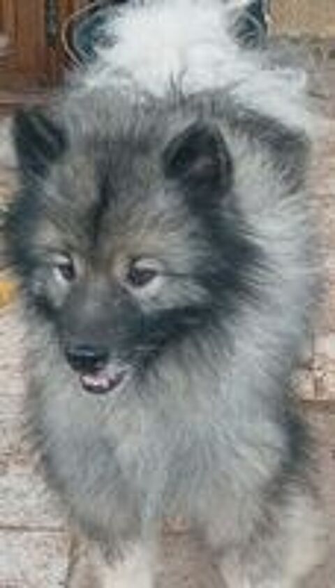   Magnifiques SPITZ Allemand Loup 