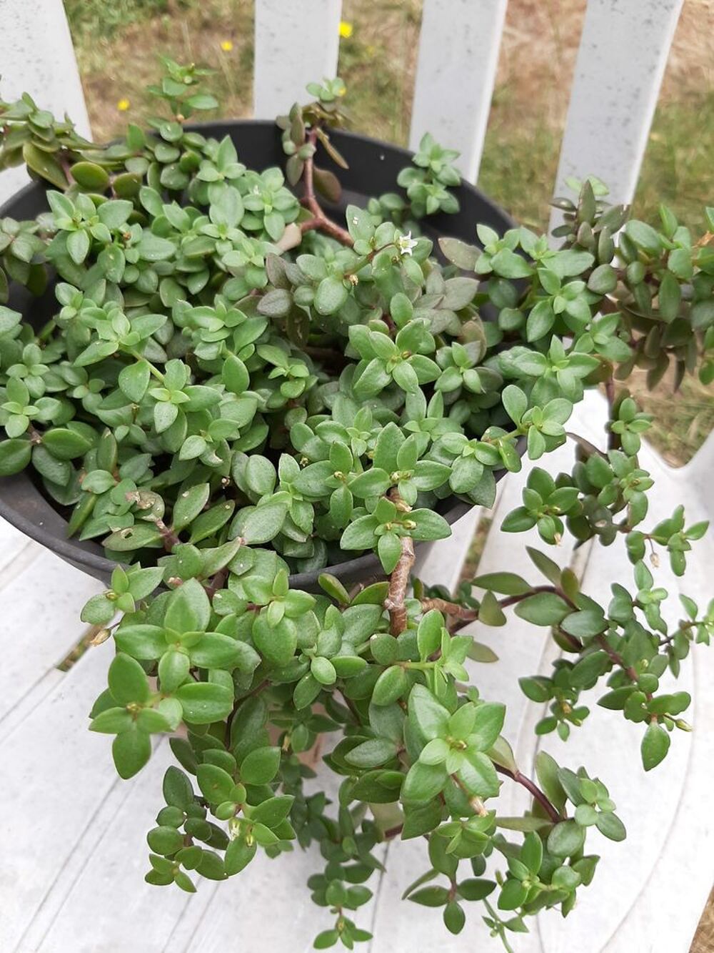 BEGONIA plante grasse -PORCELAINE succulente- SEDUM Palmeri Jardin