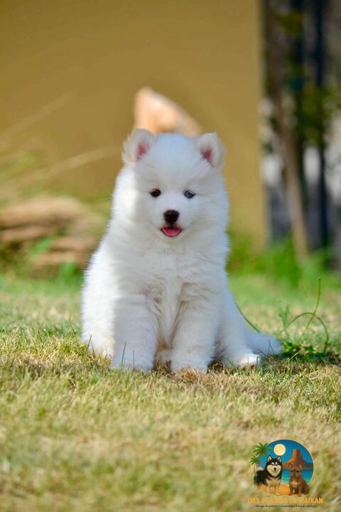Femelle Pomsky 1500 30390 Domazan