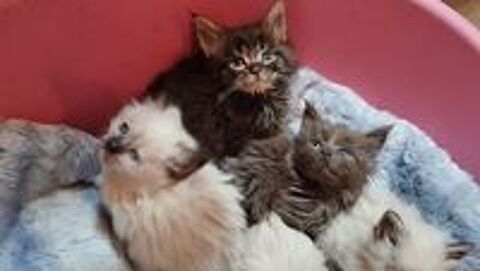   Maine Coon loof  