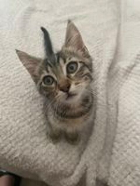   Chatons  
