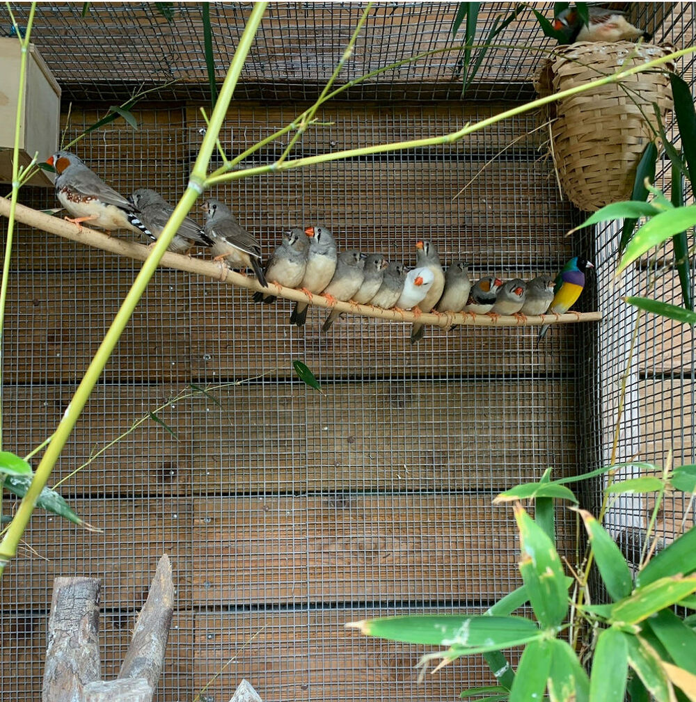   Oiseaux diamants mandarins nés en 2026.
