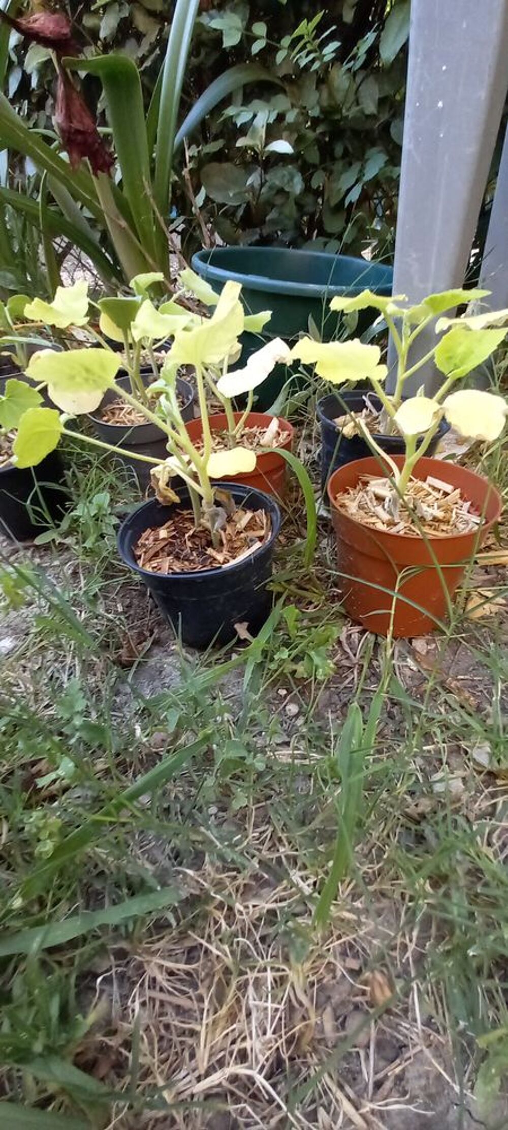 Plant courge butternut Jardin