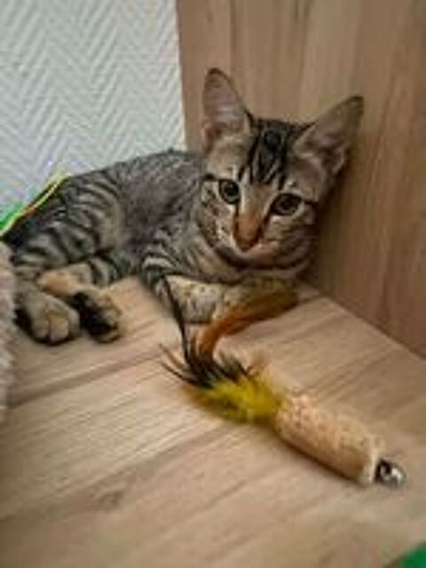   ALTO adorable chaton 4 mois cherche famille 